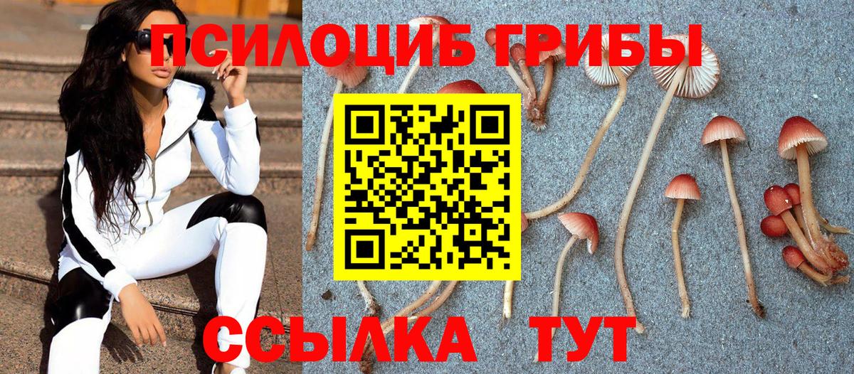 Губкин  Псилоцибиновые грибы мицелий  Галлюциногенные грибы Psilocybe  Вход с VPN 